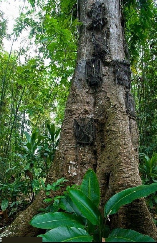 عجیب ترین رسومات خاکسپاری در جهان عجیب ترین رسومات خاکسپاری در جهان