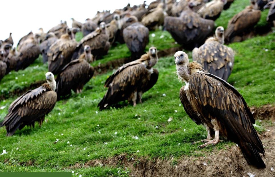 عجیب ترین رسومات خاکسپاری عجیب ترین رسومات خاکسپاری